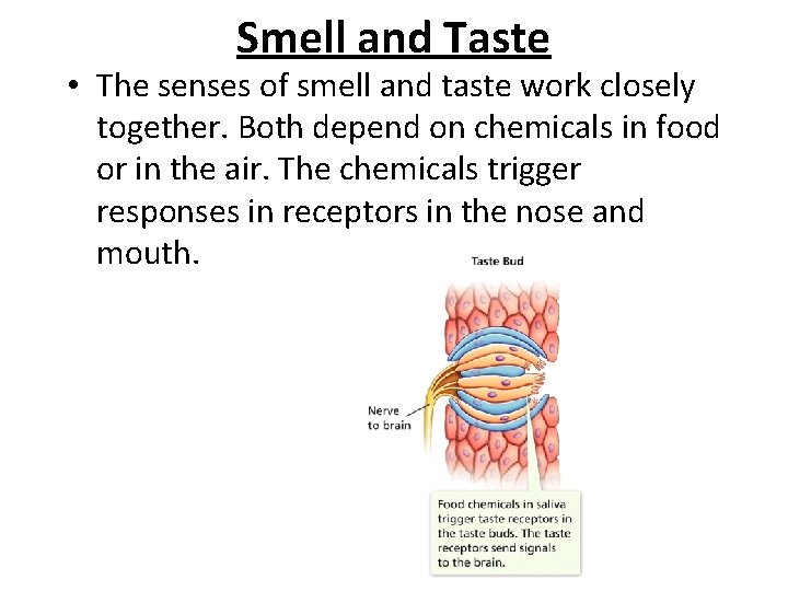 Smell and Taste - The Senses • The senses of smell and taste work