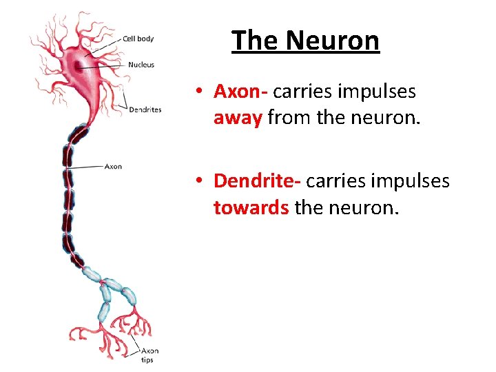 - How the Nervous System Works The Neuron • Axon- carries impulses away from