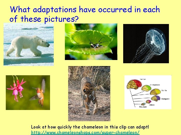 What adaptations have occurred in each of these pictures? Look at how quickly the