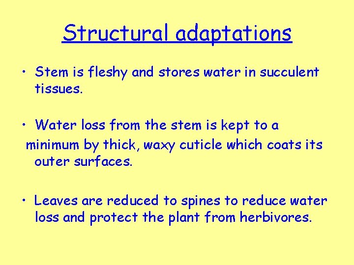 Structural adaptations • Stem is fleshy and stores water in succulent tissues. • Water