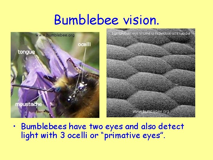 Bumblebee vision. • Bumblebees have two eyes and also detect light with 3 ocelli