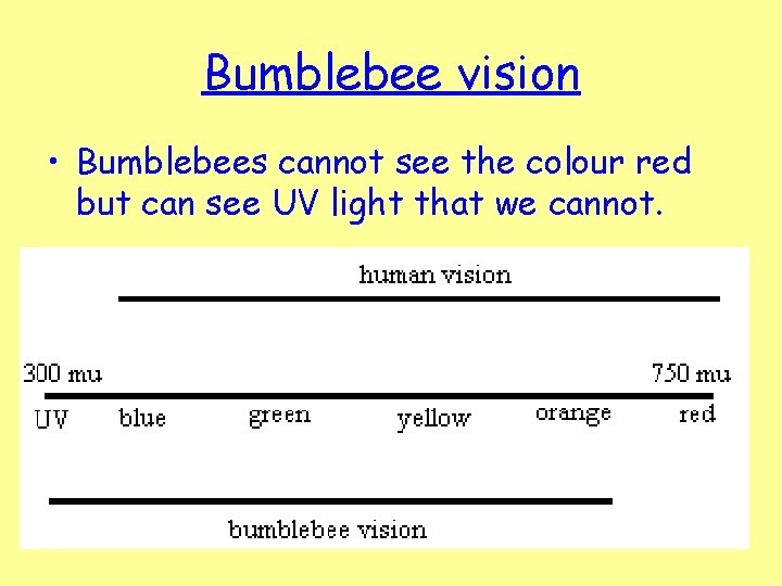 Bumblebee vision • Bumblebees cannot see the colour red but can see UV light