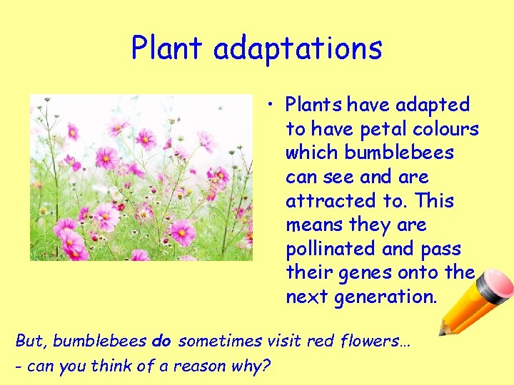 Plant adaptations • Plants have adapted to have petal colours which bumblebees can see