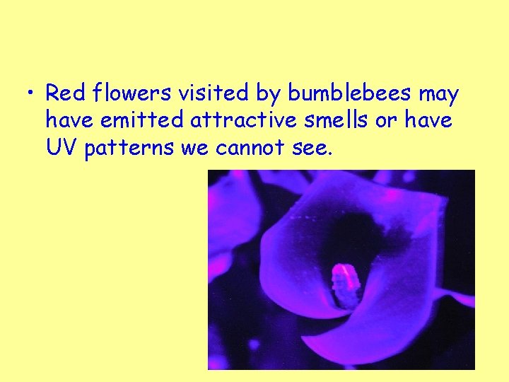  • Red flowers visited by bumblebees may have emitted attractive smells or have