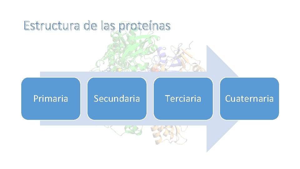 Estructura de las proteínas Primaria Secundaria Terciaria Cuaternaria 