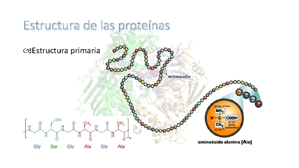 Estructura de las proteínas Estructura primaria 