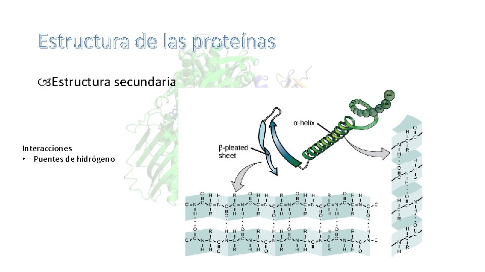 Estructura de las proteínas Estructura secundaria Interacciones • Puentes de hidrógeno 
