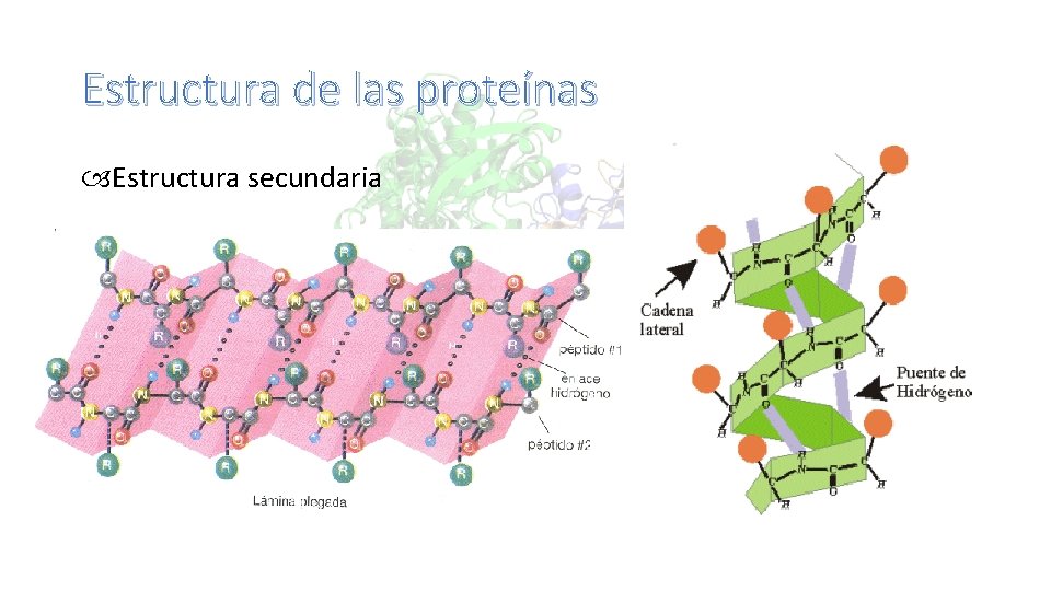 Estructura de las proteínas Estructura secundaria 