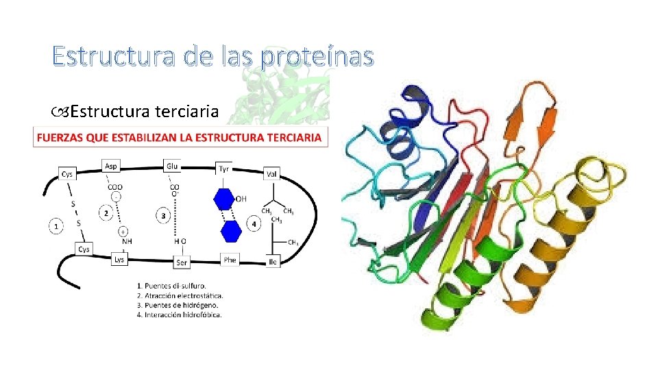 Estructura de las proteínas Estructura terciaria 