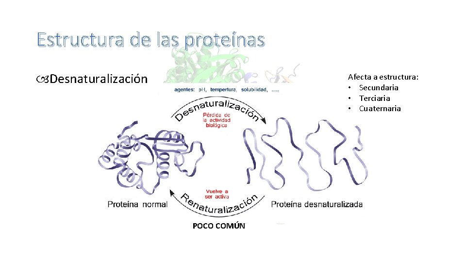Estructura de las proteínas Desnaturalización Afecta a estructura: • Secundaria • Terciaria • Cuaternaria
