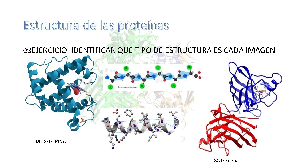 Estructura de las proteínas EJERCICIO: IDENTIFICAR QUÉ TIPO DE ESTRUCTURA ES CADA IMAGEN MIOGLOBINA