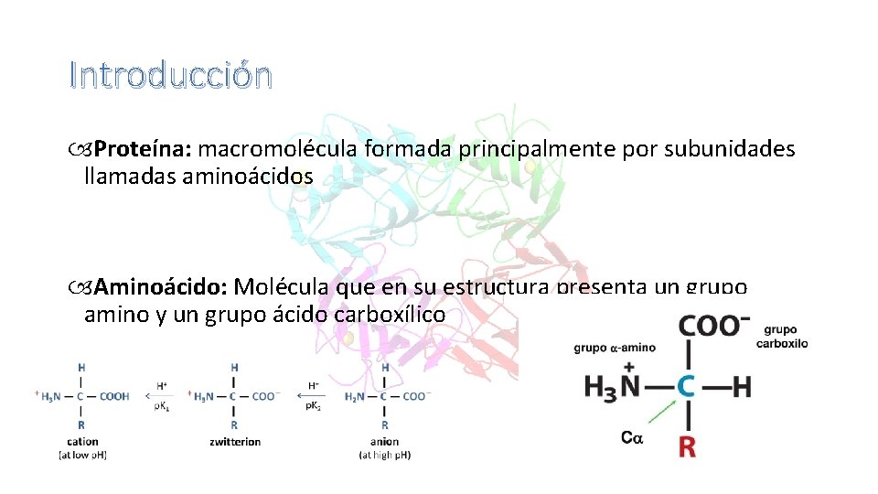 Introducción Proteína: macromolécula formada principalmente por subunidades llamadas aminoácidos Aminoácido: Molécula que en su