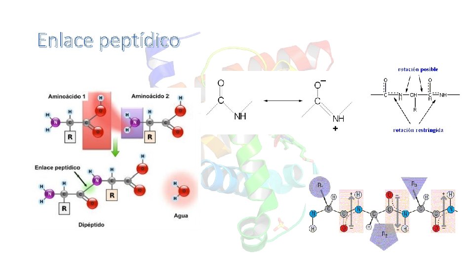 Enlace peptídico 
