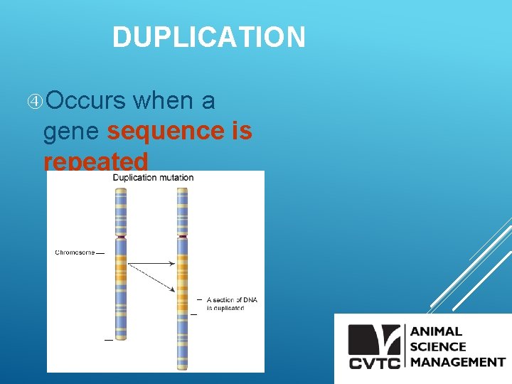 DUPLICATION Occurs when a gene sequence is repeated 