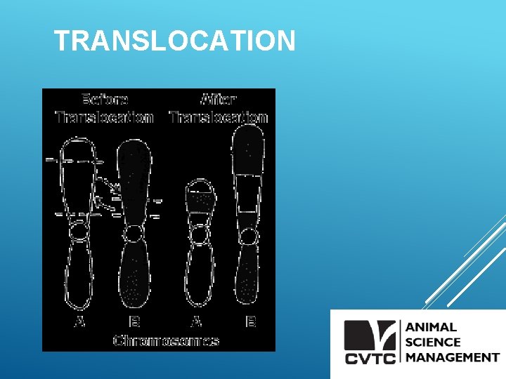 TRANSLOCATION 