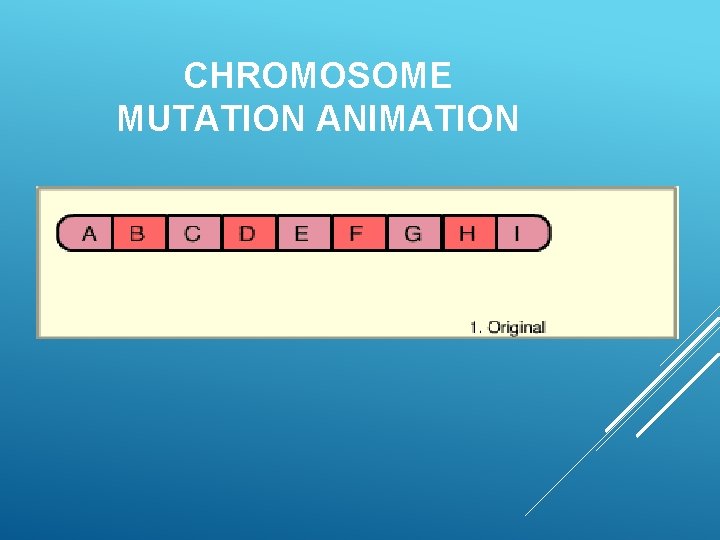 CHROMOSOME MUTATION ANIMATION 