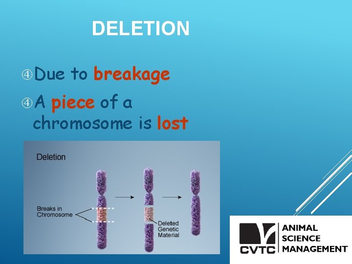 DELETION Due A to breakage piece of a chromosome is lost 