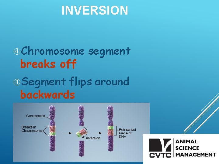 INVERSION Chromosome breaks off segment Segment flips around backwards Segment reattaches 