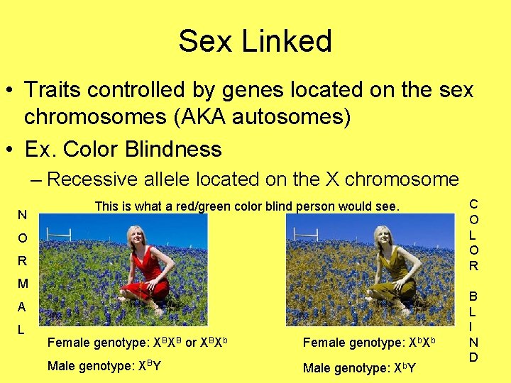 Sex Linked • Traits controlled by genes located on the sex chromosomes (AKA autosomes)