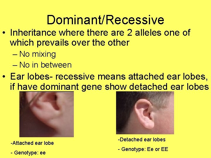 Dominant/Recessive • Inheritance where there are 2 alleles one of which prevails over the
