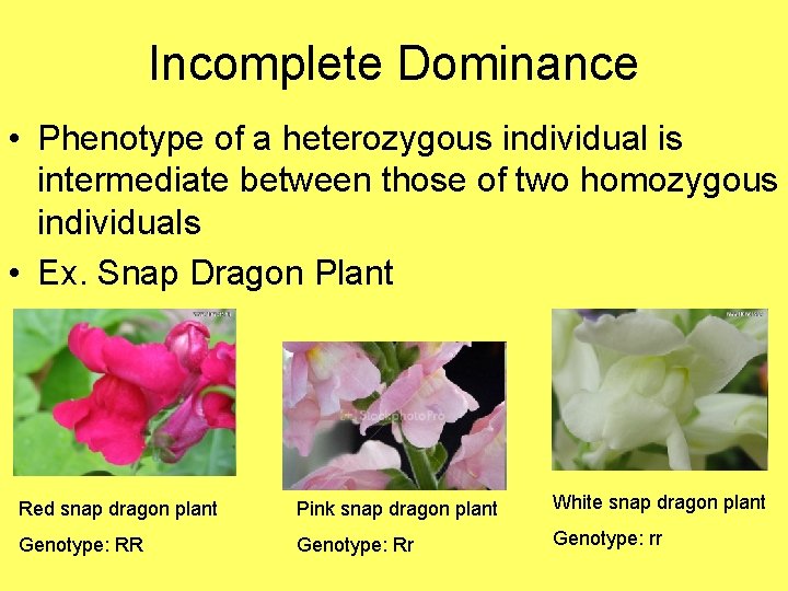 Incomplete Dominance • Phenotype of a heterozygous individual is intermediate between those of two