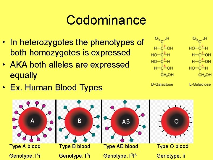 Codominance • In heterozygotes the phenotypes of both homozygotes is expressed • AKA both