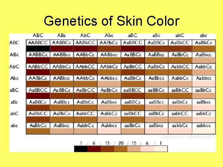 Genetics of Skin Color 