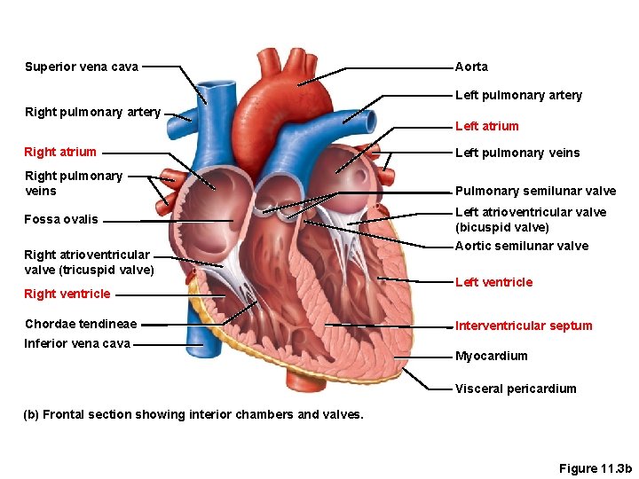 Superior vena cava Aorta Left pulmonary artery Right pulmonary artery Left atrium Right atrium