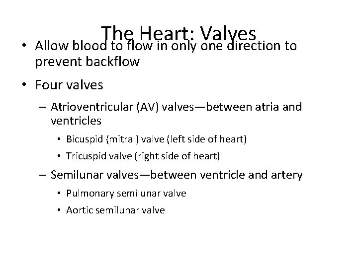  • The Heart: Valves Allow blood to flow in only one direction to