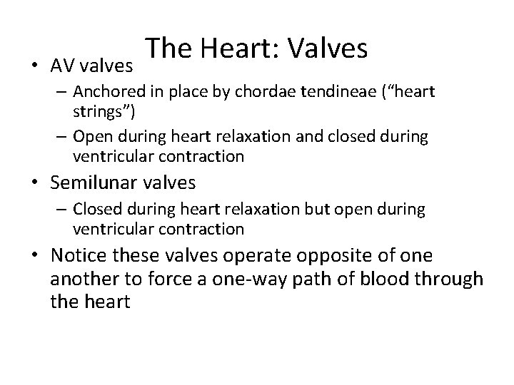  • AV valves The Heart: Valves – Anchored in place by chordae tendineae