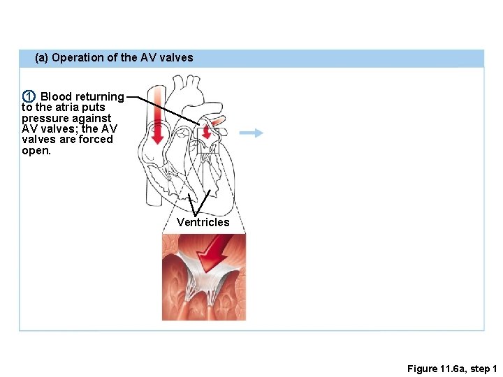 (a) Operation of the AV valves 1 Blood returning to the atria puts pressure