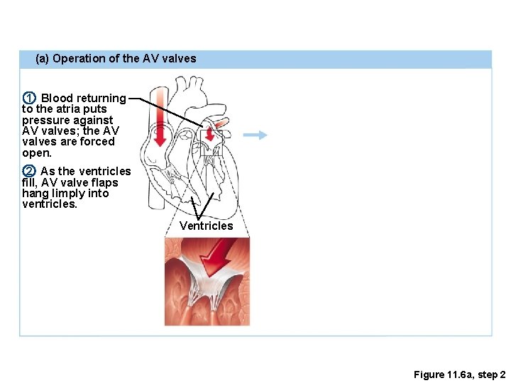 (a) Operation of the AV valves 1 Blood returning to the atria puts pressure