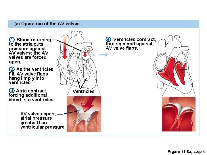(a) Operation of the AV valves 4 Ventricles contract, forcing blood against AV valve