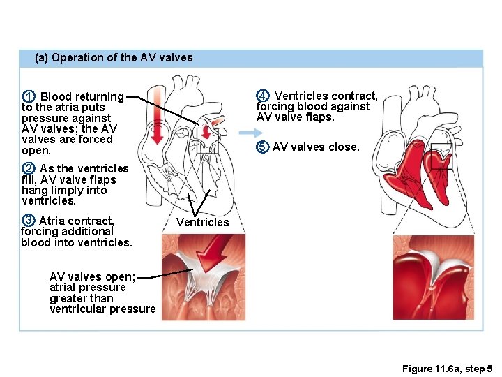 (a) Operation of the AV valves 4 Ventricles contract, forcing blood against AV valve