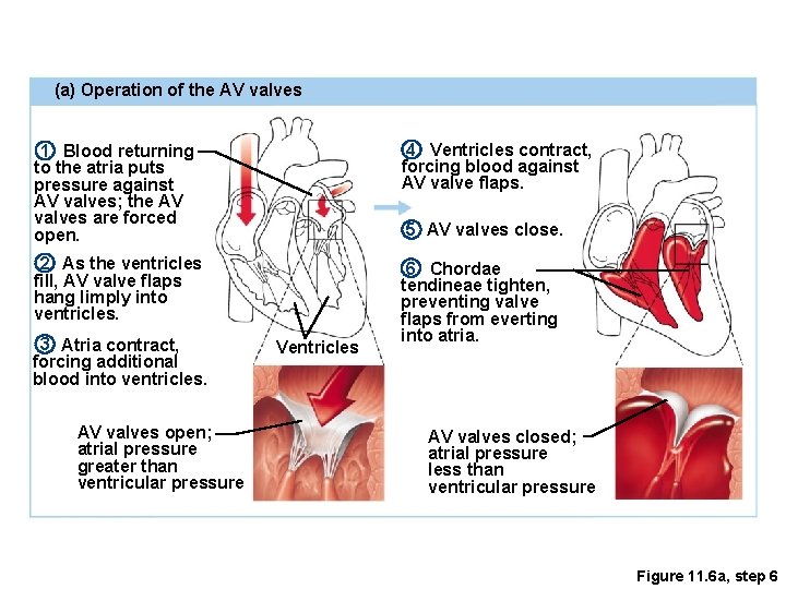 (a) Operation of the AV valves 1 Blood returning to the atria puts pressure