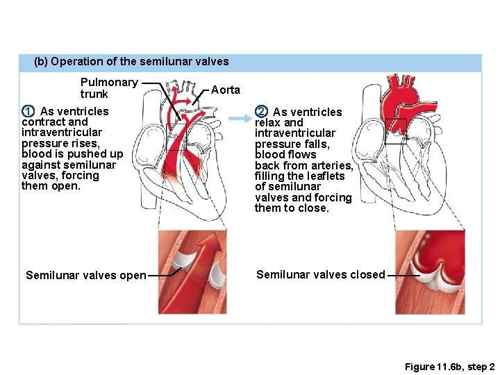 (b) Operation of the semilunar valves Pulmonary trunk 1 As ventricles contract and intraventricular