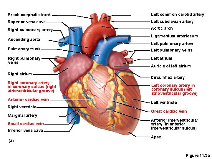 Brachiocephalic trunk Left common carotid artery Superior vena cava Left subclavian artery Right pulmonary