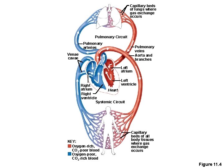 Capillary beds of lungs where gas exchange occurs Pulmonary Circuit Pulmonary arteries Pulmonary veins