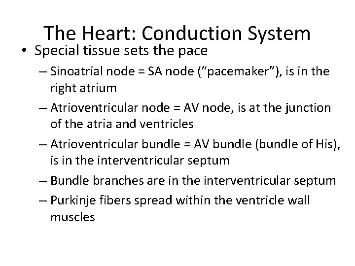The Heart: Conduction System • Special tissue sets the pace – Sinoatrial node =