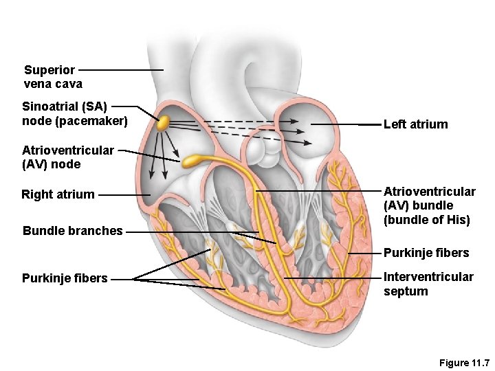 Superior vena cava Sinoatrial (SA) node (pacemaker) Left atrium Atrioventricular (AV) node Right atrium