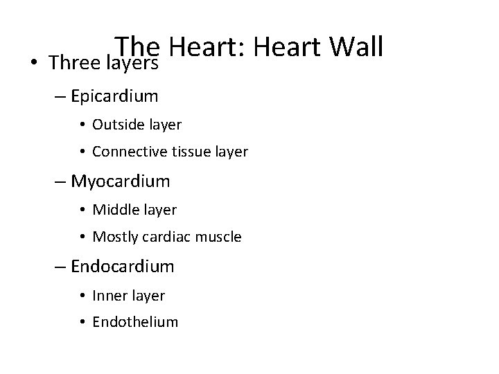  • The Heart: Heart Wall Three layers – Epicardium • Outside layer •