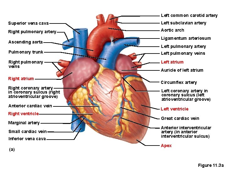 Left common carotid artery Superior vena cava Left subclavian artery Right pulmonary artery Aortic