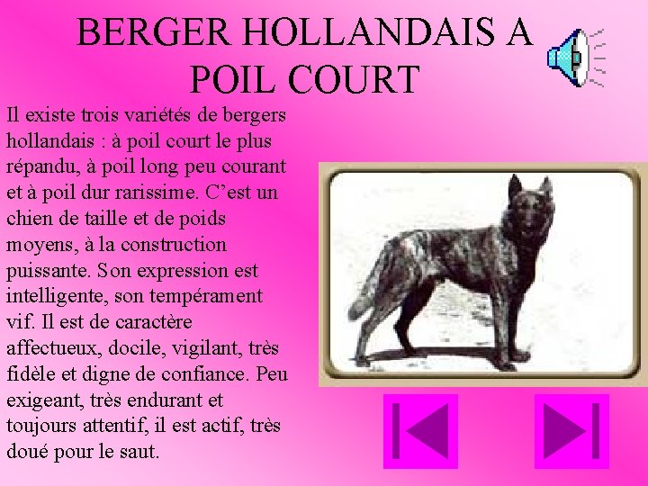 BERGER HOLLANDAIS A POIL COURT Il existe trois variétés de bergers hollandais : à