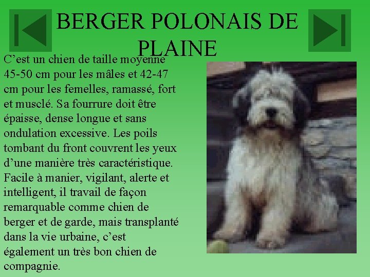 BERGER POLONAIS DE PLAINE C’est un chien de taille moyenne 45 -50 cm pour