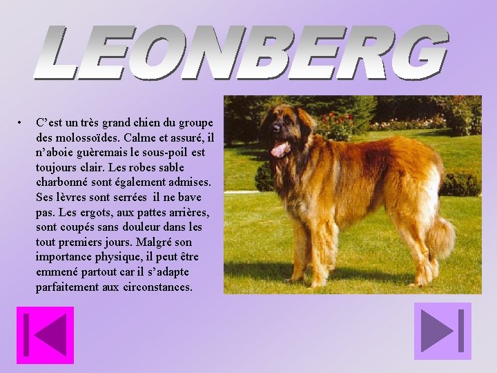  • C’est un très grand chien du groupe des molossoïdes. Calme et assuré,