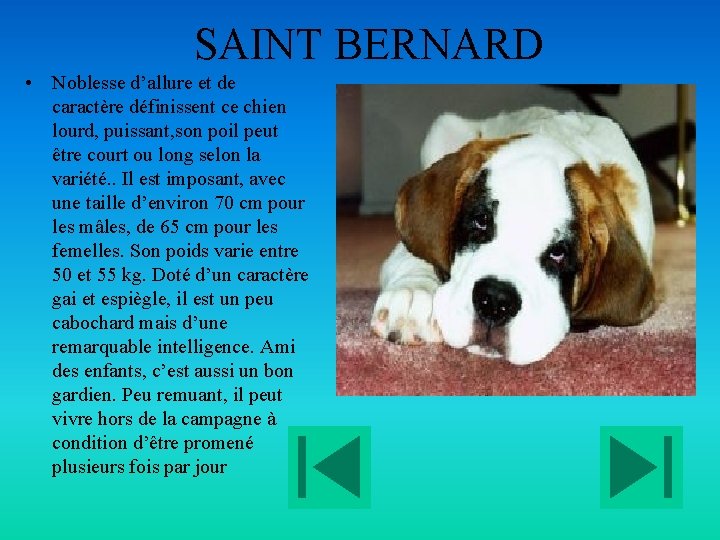 SAINT BERNARD • Noblesse d’allure et de caractère définissent ce chien lourd, puissant, son
