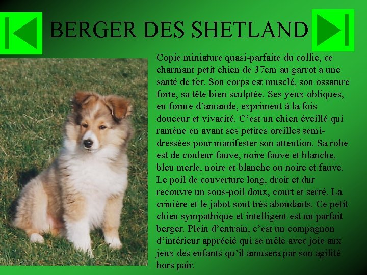 BERGER DES SHETLAND Copie miniature quasi-parfaite du collie, ce charmant petit chien de 37