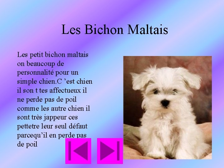 Les Bichon Maltais Les petit bichon maltais on beaucoup de personnalité pour un simple