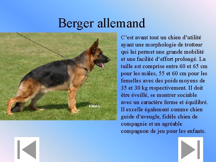 Berger allemand C’est avant tout un chien d’utilité ayant une morphologie de trotteur qui