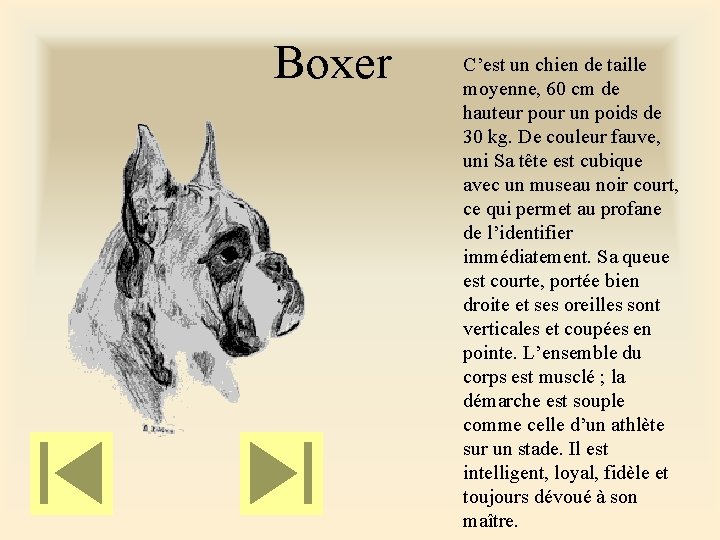 Boxer C’est un chien de taille moyenne, 60 cm de hauteur pour un poids